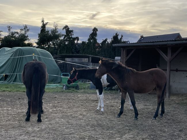 Andalusier PRE Cruzado Spanier Absetzer Fohlen, Arlt, Horses For Sale, Ballenstedt , Image 10