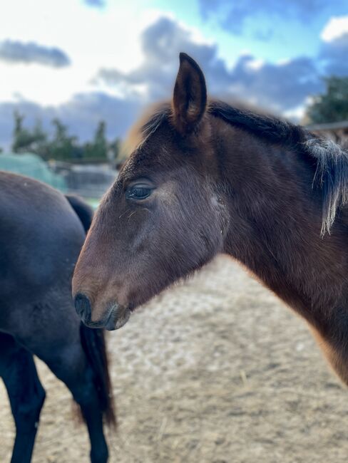 Andalusier PRE Cruzado Spanier Absetzer Fohlen, Arlt, Horses For Sale, Ballenstedt , Image 7