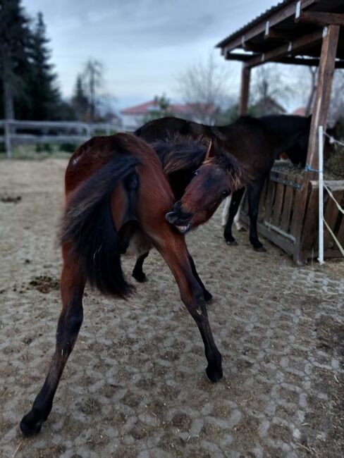 Andalusier PRE Cruzado Spanier Absetzer Fohlen, Arlt, Horses For Sale, Ballenstedt , Image 4