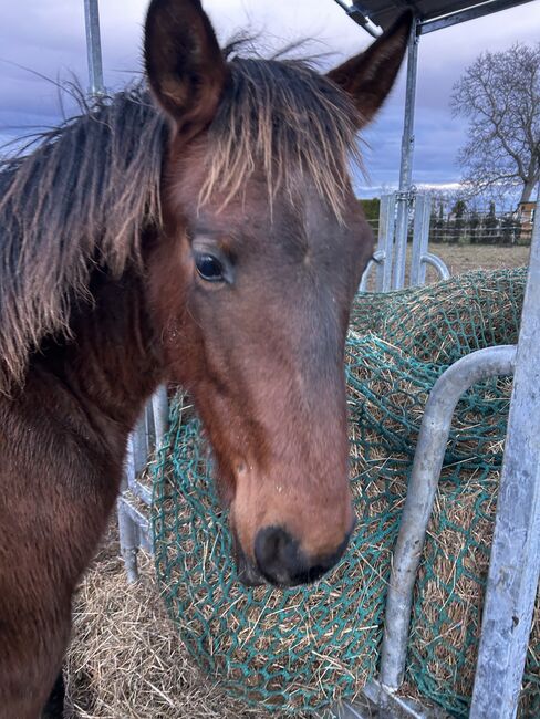 Andalusier PRE Cruzado Spanier Absetzer Fohlen, Arlt, Horses For Sale, Ballenstedt 