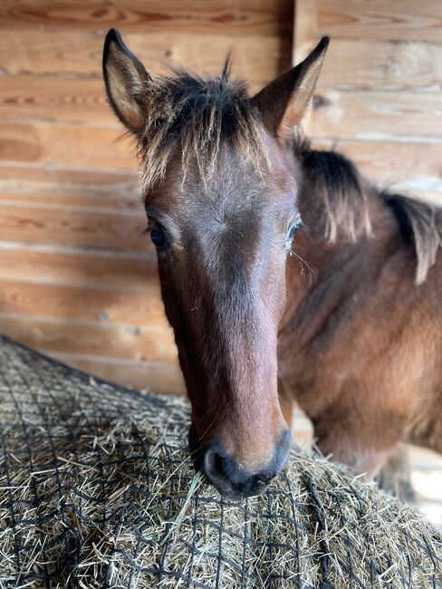 Andalusier PRE Cruzado Spanier Absetzer Fohlen, Arlt, Horses For Sale, Ballenstedt , Image 9