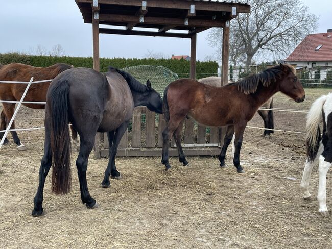 Andalusier PRE Cruzado Spanier Absetzer Fohlen, Arlt, Horses For Sale, Ballenstedt , Image 8