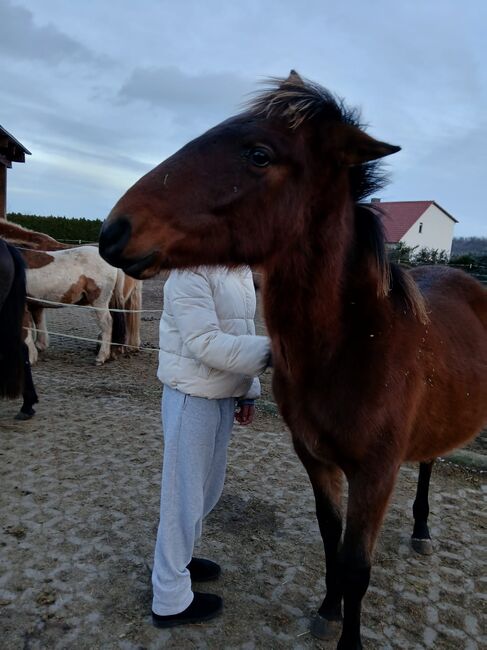 Andalusier PRE Cruzado Spanier Absetzer Fohlen, Arlt, Horses For Sale, Ballenstedt , Image 6