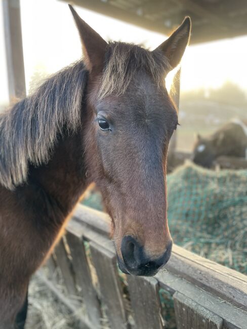 Andalusier PRE Cruzado Spanier Absetzer Fohlen, Arlt, Horses For Sale, Ballenstedt , Image 5