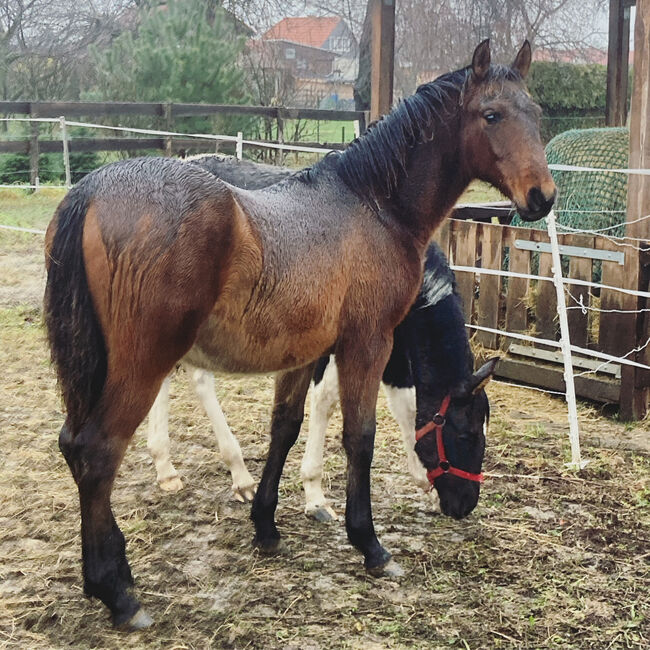 Andalusier PRE Cruzado Spanier Absetzer Fohlen, Arlt, Horses For Sale, Ballenstedt , Image 9