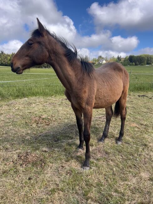 Andalusier PRE Spanier Nachwuchspferd, Arlt, Horses For Sale, Ballenstedt , Image 7