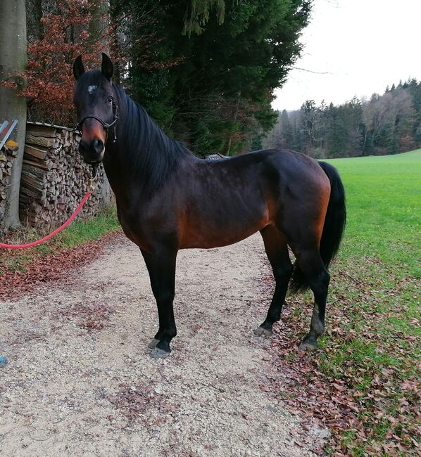 Andalusier PRE Wallach, UB, Pferd kaufen, Langenbruck