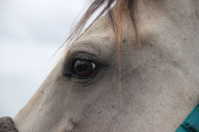 Andalusier / Cruzado Stute, Shirin Sahin, Horses For Sale, Altenstadt , Image 3