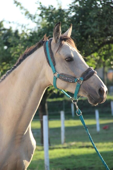 Andalusier / Cruzado Stute, Shirin Sahin, Horses For Sale, Altenstadt , Image 4