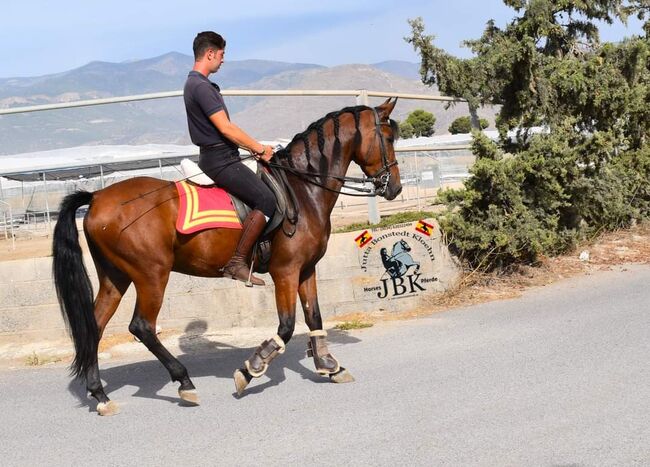 Andalusier, jutta bonstedt kloehn, Horses For Sale, Tabernas, Image 2