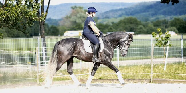 andalusicher Chameur mit Traumoptik, Nikita Killius , Horses For Sale, Lahr/Schwarzwald, Image 2