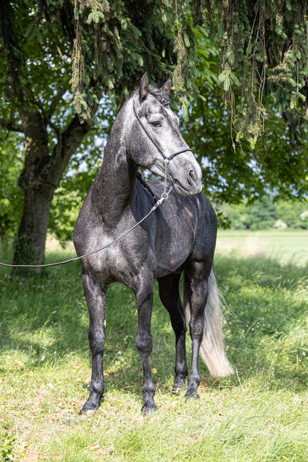 andalusicher Chameur mit Traumoptik, Nikita Killius , Horses For Sale, Lahr/Schwarzwald, Image 6