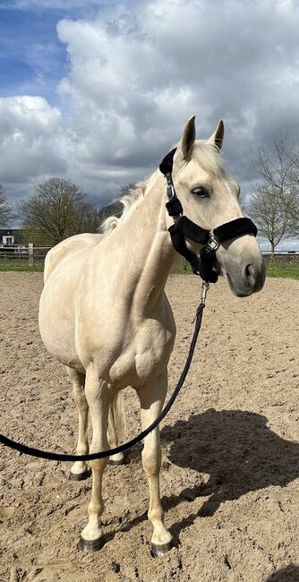 Andalusier Stute Verlasspferd tragend, Koko, Horses For Sale, Mönchengladbach, Image 9