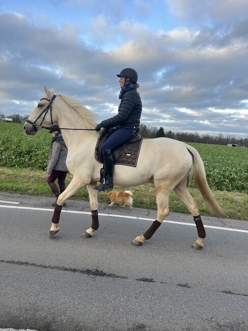 Andalusier Stute Verlasspferd tragend, Koko, Horses For Sale, Mönchengladbach, Image 10