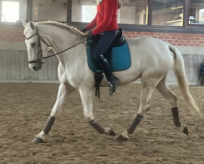 Andalusier Stute Verlasspferd tragend, Koko, Horses For Sale, Mönchengladbach, Image 2