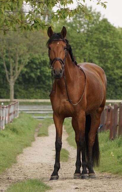 Andalusier Stute Familienpferd mit Potential, Koko, Horses For Sale, Mönchengladbach, Image 10