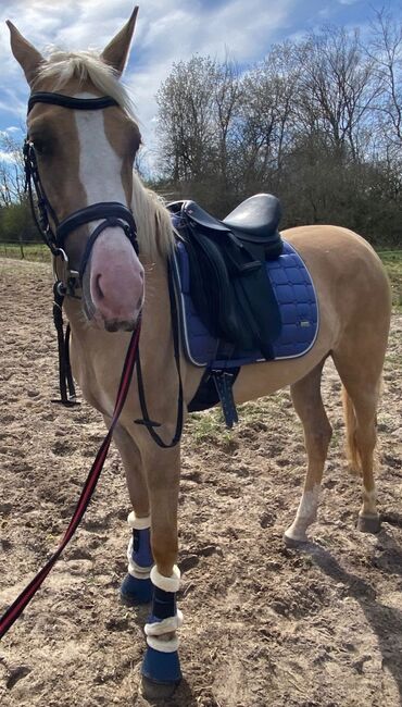 Andalusier Stute, Denise , Horses For Sale, Velpke, Image 4