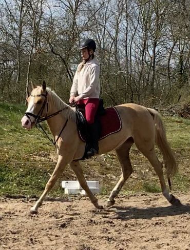 Andalusier Stute, Denise , Horses For Sale, Velpke, Image 2