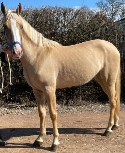 Andalusier Stute, Denise , Horses For Sale, Velpke, Image 5