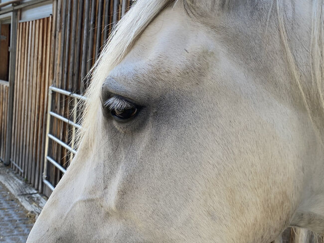 Andalusier-Stute LUNA – klassisch ausgebildet, geländesicher, liebevolle Mutterstute, Nikolaus Wührer, Horses For Sale, Scharnstein, Image 5