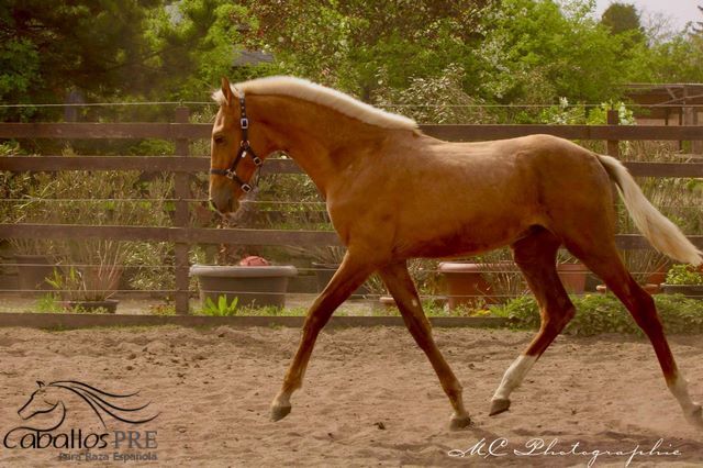 Andalusier Palomino Hengst - 1 jährig - wächst in der Herde auf, Thomas Adams (Caballos PRE), Horses For Sale, Bell, Image 4