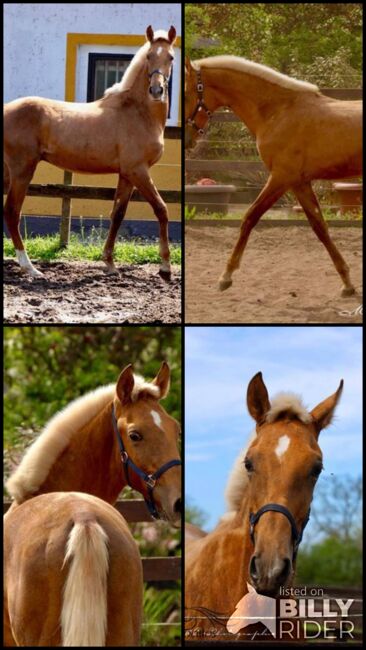 Andalusier Palomino Hengst - 1 jährig - wächst in der Herde auf, Thomas Adams (Caballos PRE), Horses For Sale, Bell, Image 9