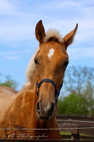 Andalusier Palomino Hengst - 1 jährig - wächst in der Herde auf, Thomas Adams (Caballos PRE), Horses For Sale, Bell, Image 3