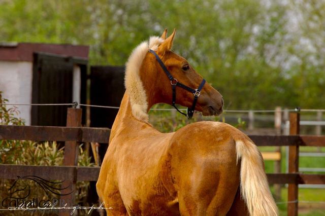 Andalusier Palomino Hengst - 1 jährig - wächst in der Herde auf, Thomas Adams (Caballos PRE), Horses For Sale, Bell, Image 8