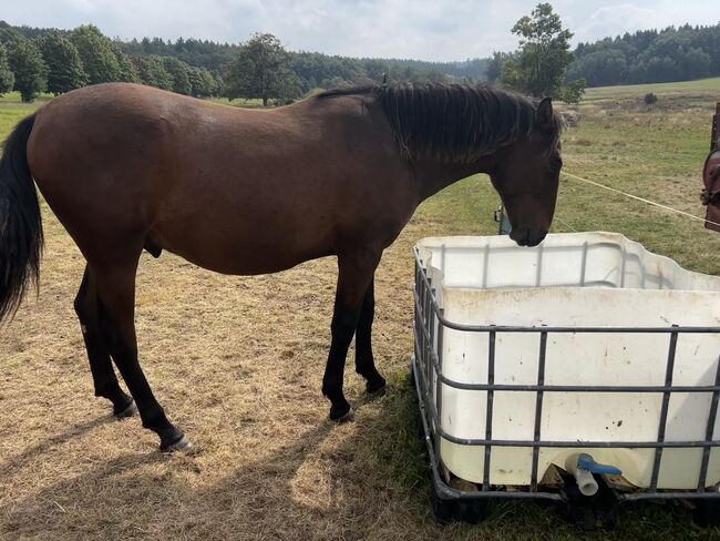 Andalusier PRE Wallach sucht Traumzuhause, Arlt, Horses For Sale, Ballenstedt , Image 7