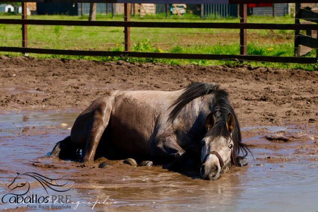 Andalusier Wallach - Basis geritten - super easy, Thomas Adams (Caballos PRE), Horses For Sale, Bell, Image 3