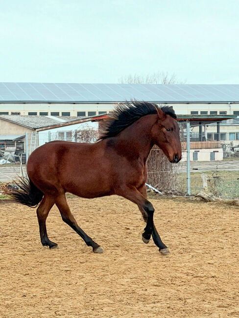 Andalusier Wallach Nachwuchspferd, Arlt, Horses For Sale, Ballenstedt 