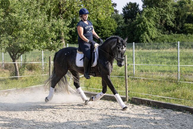 andalusicher Chameur mit Traumoptik, Nikita Killius , Horses For Sale, Lahr/Schwarzwald, Image 4