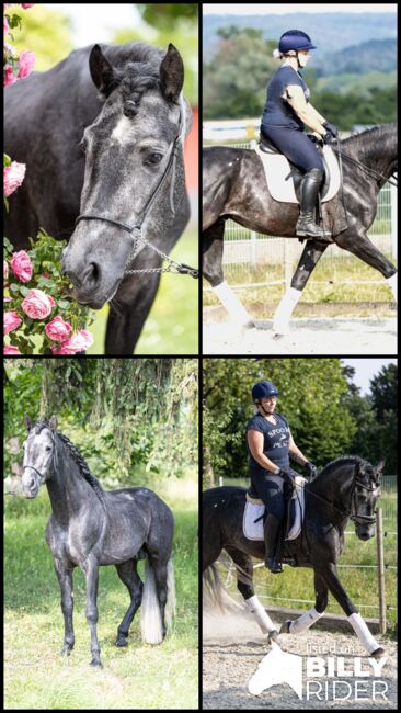 andalusicher Chameur mit Traumoptik, Nikita Killius , Horses For Sale, Lahr/Schwarzwald, Image 7