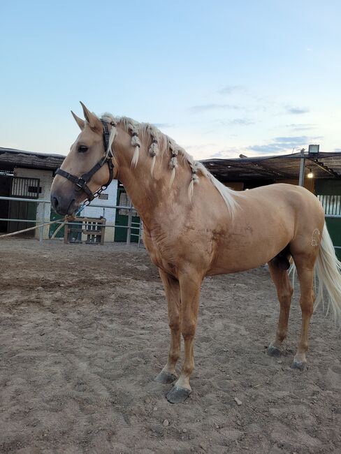 Andaluzyjski, Joanna, Horses For Sale, El Ejido