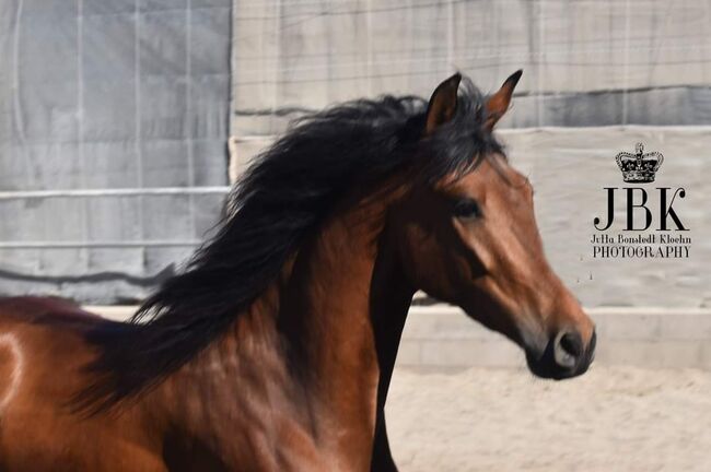 Andalusier, jutta bonstedt kloehn, Horses For Sale, Tabernas, Image 3