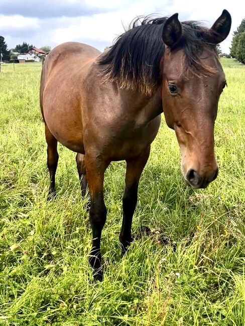 Andalusier PRE Wallach sucht Traumzuhause, Arlt, Horses For Sale, Ballenstedt , Image 6