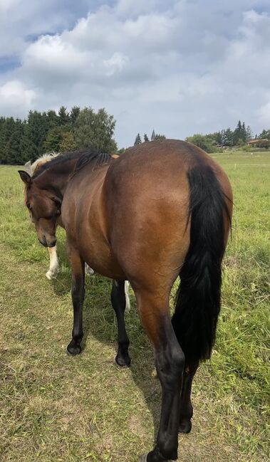 Andalusier PRE Wallach sucht Traumzuhause, Arlt, Horses For Sale, Ballenstedt , Image 2
