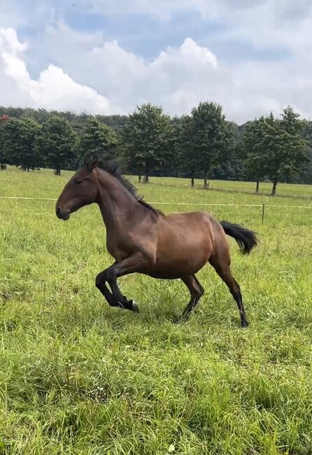 Andalusier PRE Wallach sucht Traumzuhause, Arlt, Horses For Sale, Ballenstedt , Image 3