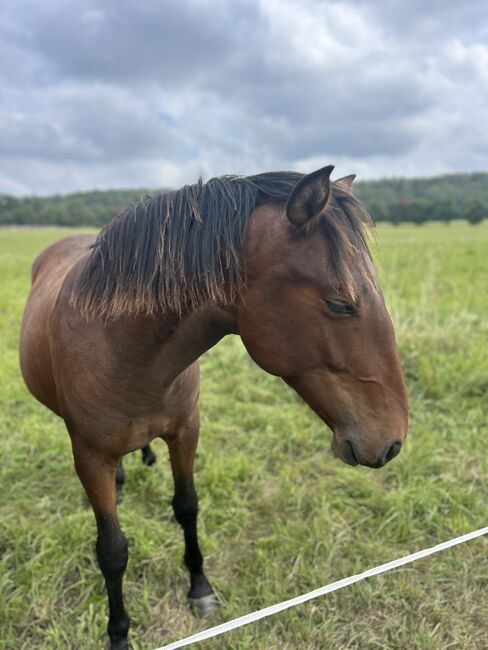 Andalusier PRE Wallach sucht Traumzuhause, Arlt, Horses For Sale, Ballenstedt , Image 8