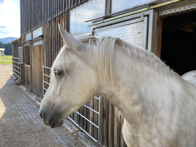 Andalusier-Stute LUNA – klassisch ausgebildet, geländesicher, liebevolle Mutterstute, Nikolaus Wührer, Horses For Sale, Scharnstein, Image 4