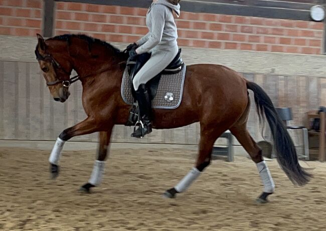 Andalusier Stute Familienpferd mit Potential, Koko, Horses For Sale, Mönchengladbach, Image 7