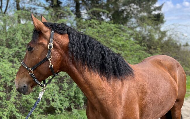 Andalusier Stute Familienpferd mit Potential, Koko, Horses For Sale, Mönchengladbach, Image 11