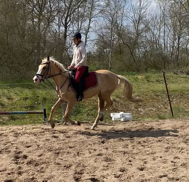 Andalusier Stute, Denise , Horses For Sale, Velpke, Image 3