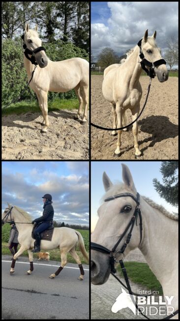 Andalusier Stute Verlasspferd tragend, Koko, Horses For Sale, Mönchengladbach, Image 11