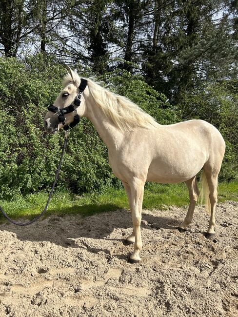 Andalusier Stute Verlasspferd tragend, Koko, Horses For Sale, Mönchengladbach, Image 6