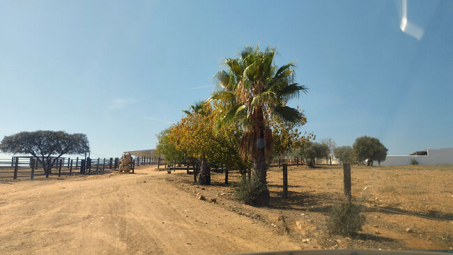 Andalusien, Provinz Huelva, Paterna del Campo - grosse Finca für Pfere/ Rinder zu verkaufen, Sabine Wesseln, Maras World of Horses (Maras World of Horses, Maras World Solutions S.L.), Nieruchomości jeździeckie, Paterna del Campo, Image 9