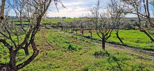 Andalusien, Provinz Huelva, Rociana del Condado - Finca, Haus mit 4 ha Land zu verkaufen, Sabine Wesseln, Maras World of Horses (Maras World of Horses, Maras World Solutions S.L.), Nieruchomości jeździeckie, Rociana del Condado, Image 5