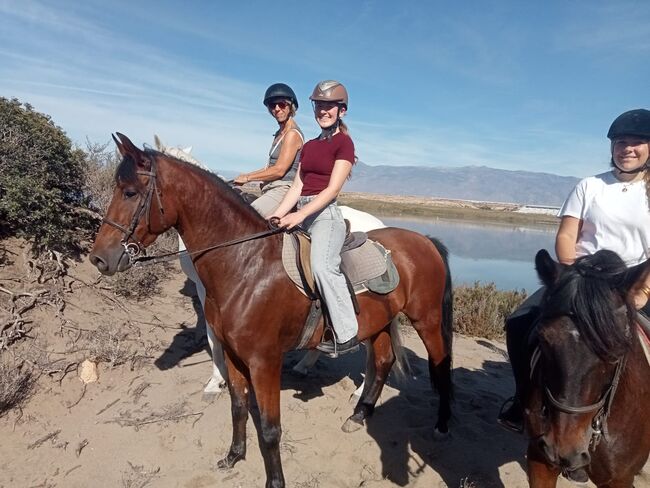 Andalusier, jutta bonstedt kloehn, Konie na sprzedaż, Tabernas