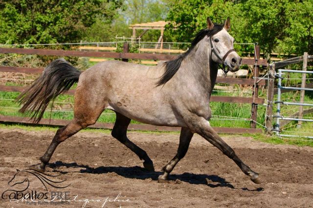 Andalusier Wallach - Basis geritten - super easy, Thomas Adams (Caballos PRE), Konie na sprzedaż, Bell, Image 2