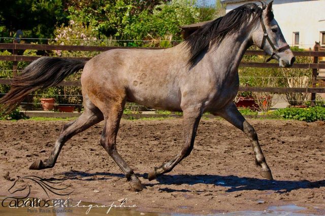 Andalusier Wallach - Basis geritten - super easy, Thomas Adams (Caballos PRE), Konie na sprzedaż, Bell, Image 8